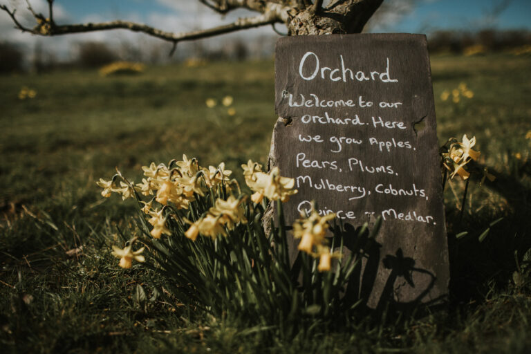 Daffodils in the Secret Orchard at barn wedding venue The Ferry House in Kent.