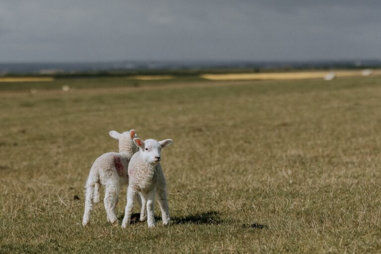 Two lambs in the fields surrounding The Ferry House wedding venue in Kent.